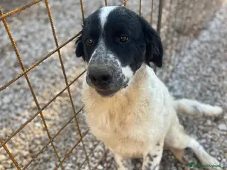 Meticcio cani Gigi, ❤ 8 mesi, bello e buono - Annuncio 35