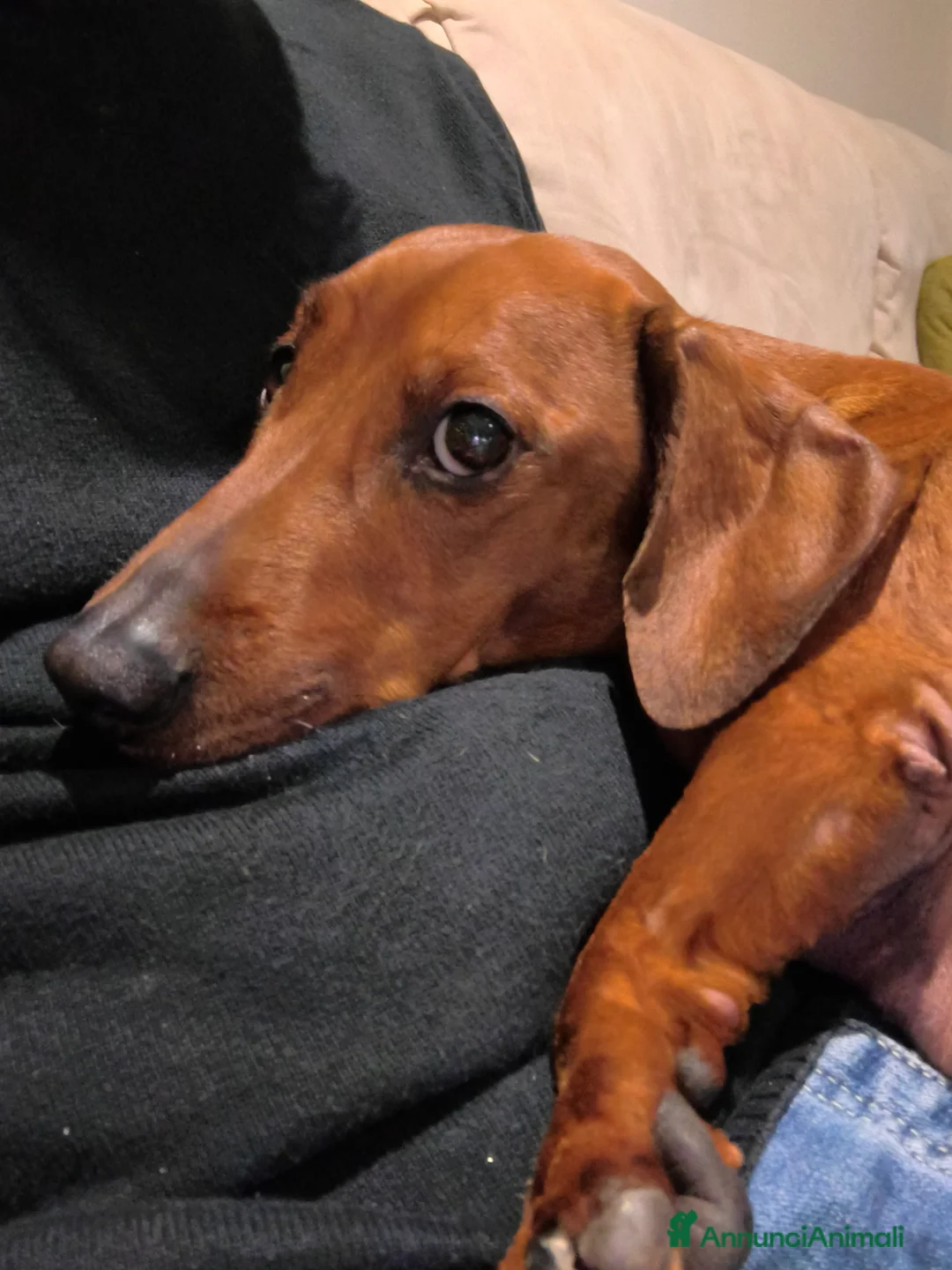 Bassotto cani per accoppiamento: Monta a Città Metropolitana di Bologna - Annuncio 5