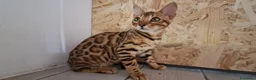 Bengala gatti in vendita: Bengala cuccioli con pedegree a Provincia di Vicenza - Annuncio 5