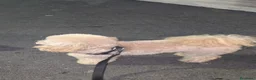 Barboncino Toy cani in vendita: TOTO' - Annuncio 2