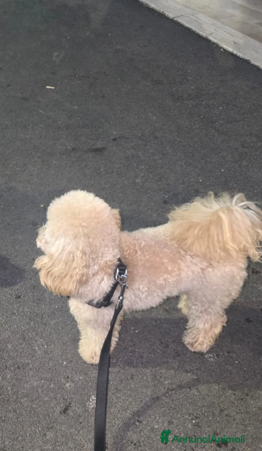 Barboncino Toy cani in vendita: TOTO' - Annuncio 2