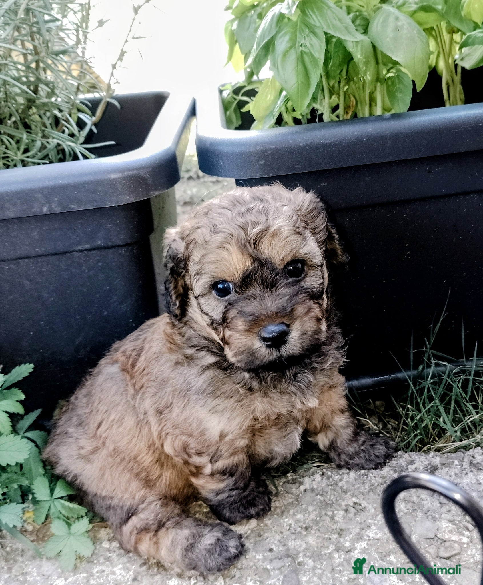 Maltipoo cani Cuccioli di Maltipoo  - Annuncio 2