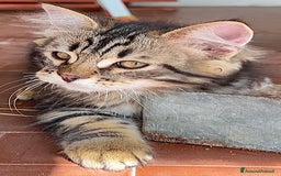 Siberiano gatti in vendita: Cuccioli di gatto siberiano con pedigree a Provincia di Alessandria - Immagine 6