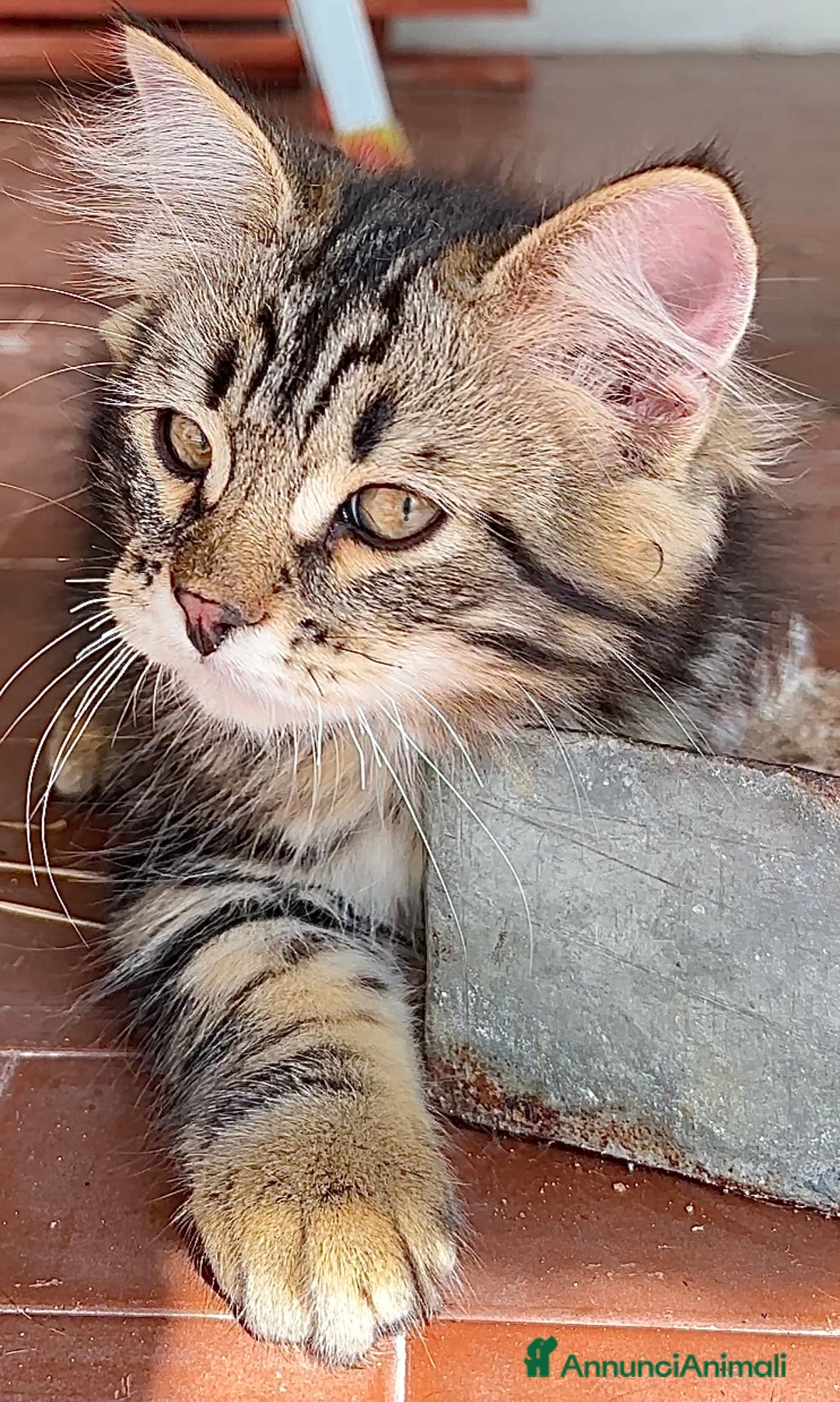 Siberiano gatti in vendita: Cuccioli di gatto siberiano con pedigree a Provincia di Alessandria - Immagine 6