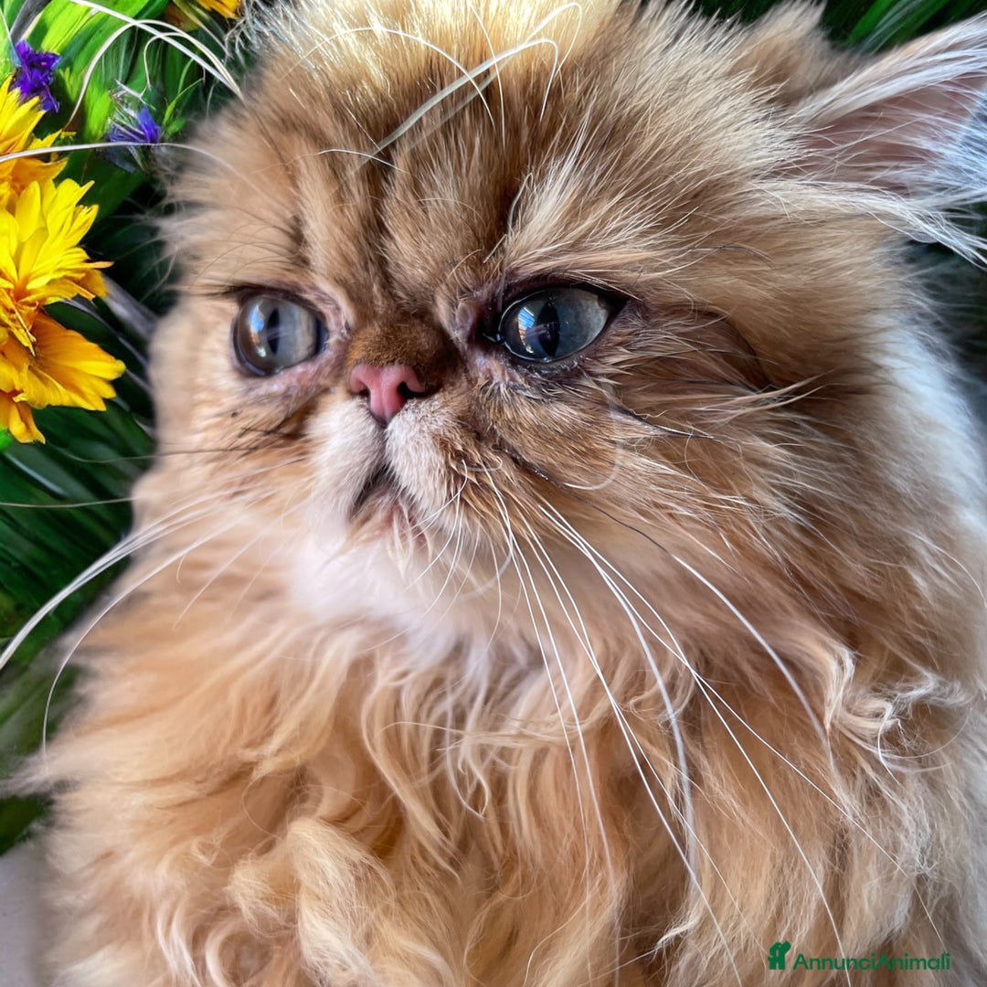 Persiano gatti in vendita: gatta persiana golden shaded di alta genealogia a Città Metropolitana di Bologna - Immagine 8
