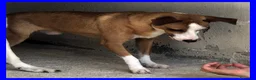 Meticcio cani in regalo: ALFONSO simpatico musetto! - Annuncio 2