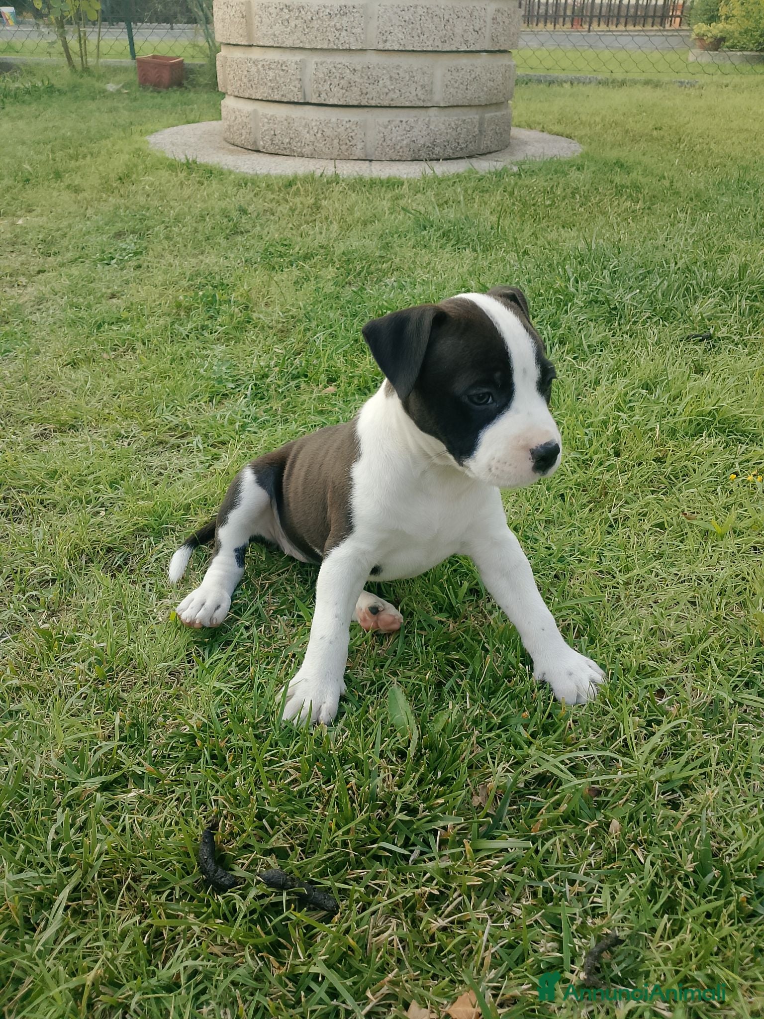 American Staffordshire cani Amstaff - Annuncio 2