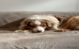 Australian Shepherd cani per accoppiamento: Fidanzata per Tito a Provincia di Lucca - Immagine 8
