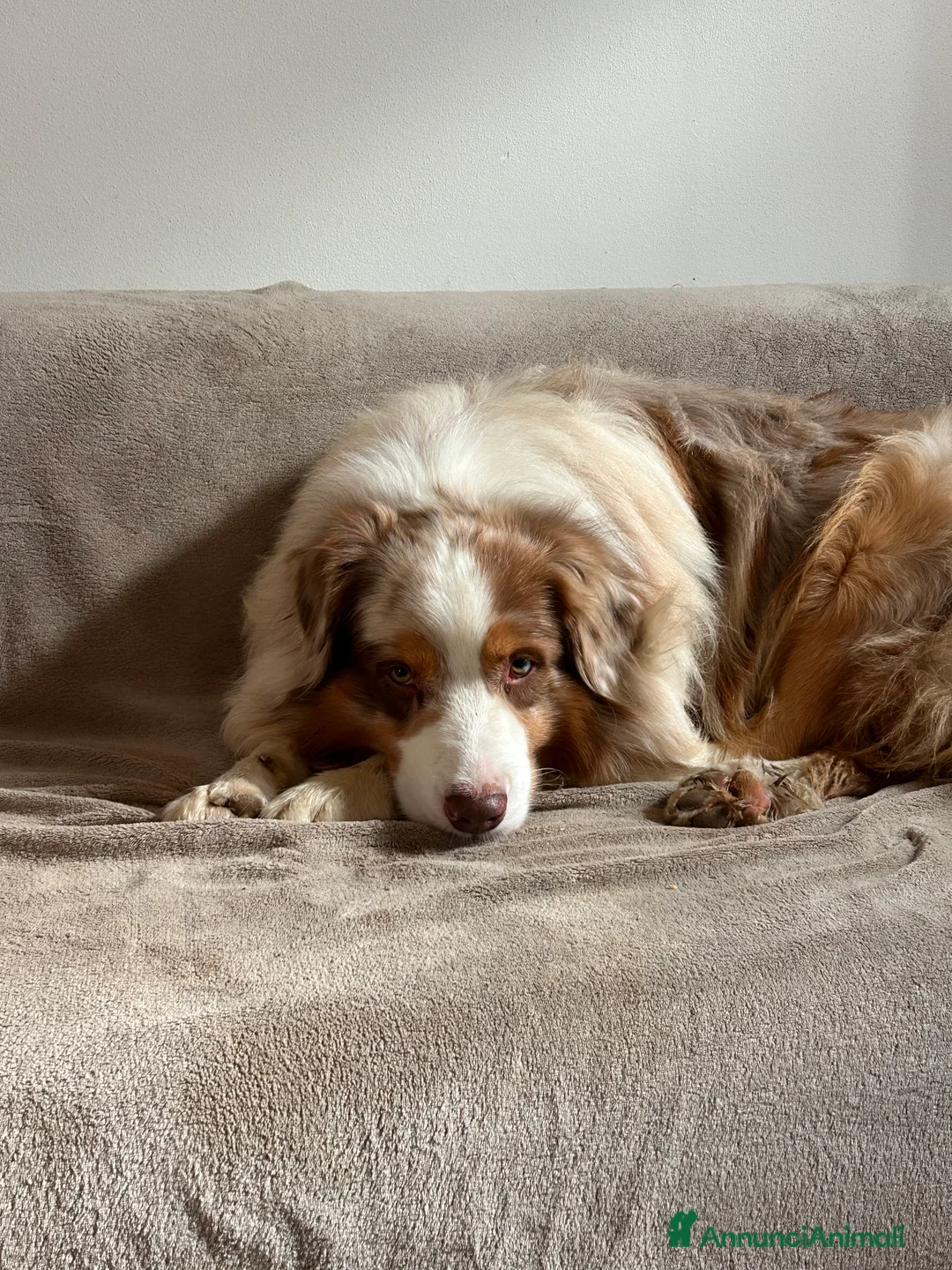 Australian Shepherd cani per accoppiamento: Fidanzata per Tito a Provincia di Lucca - Annuncio 8