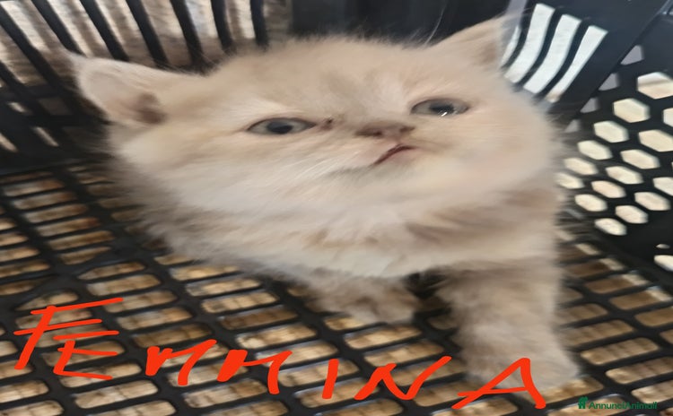British gatti a Provincia di Potenza - Annuncio 11