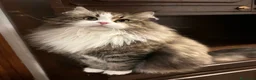 Siberiano gatti in vendita: Freya, bellissima gattina siberiana - Annuncio 2