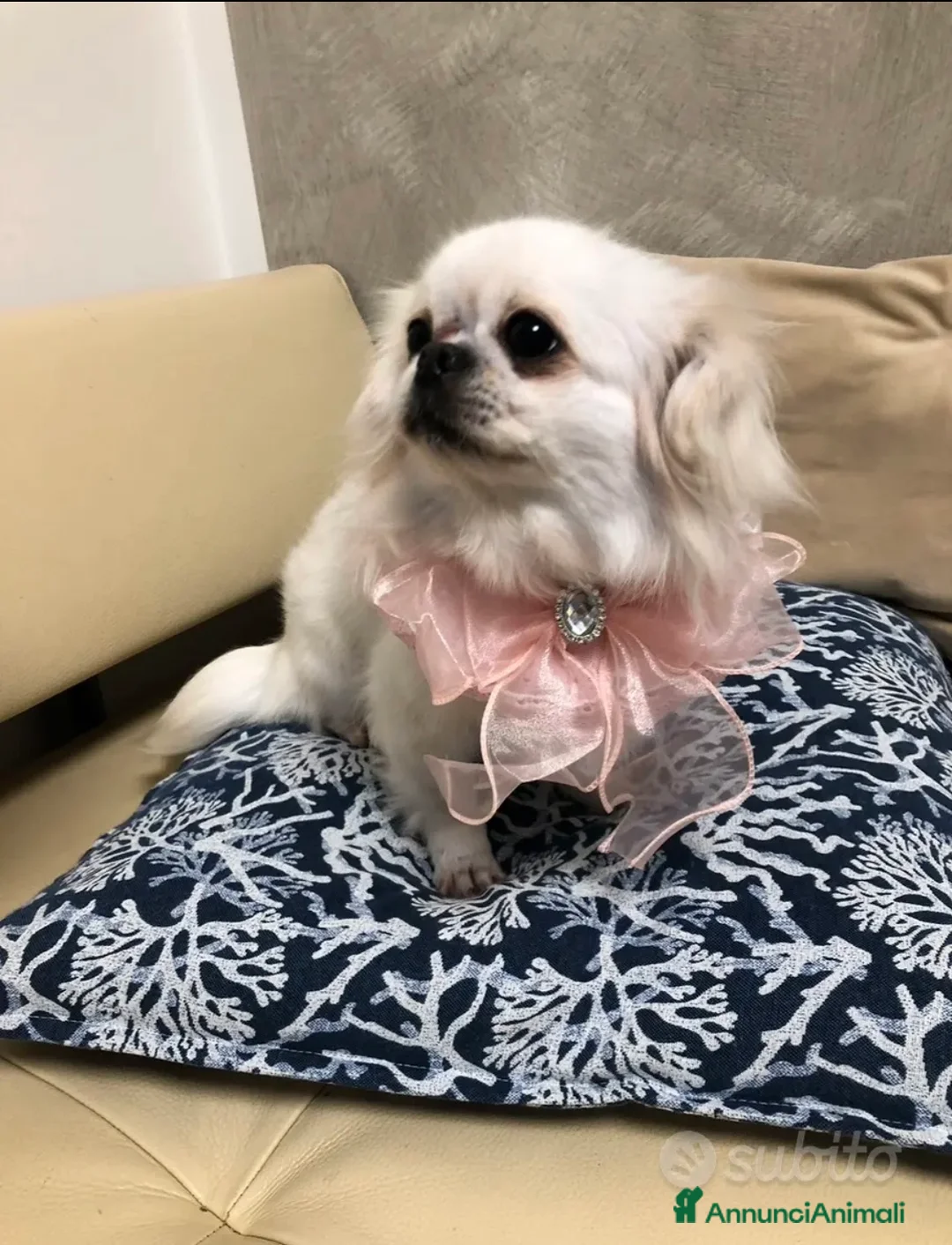 Chihuahua cani in vendita: Chihuahua femmina a pelo lungo  - Annuncio 1