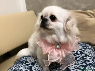 Chihuahua cani Chihuahua femmina a pelo lungo - Annuncio 6