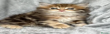 Siberiano 1