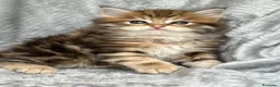 Siberiano gatti in vendita: Gattini disponibili da settembre - Annuncio 3