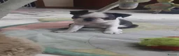 Boston Terrier cani in vendita: Cuccioli di Boston terrier con pedigree  - Annuncio 8