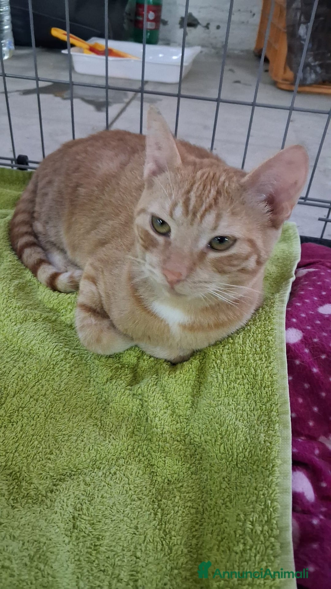 Altre razze gatti in regalo: GATTINA MERAVIGLIOSA - Annuncio 6