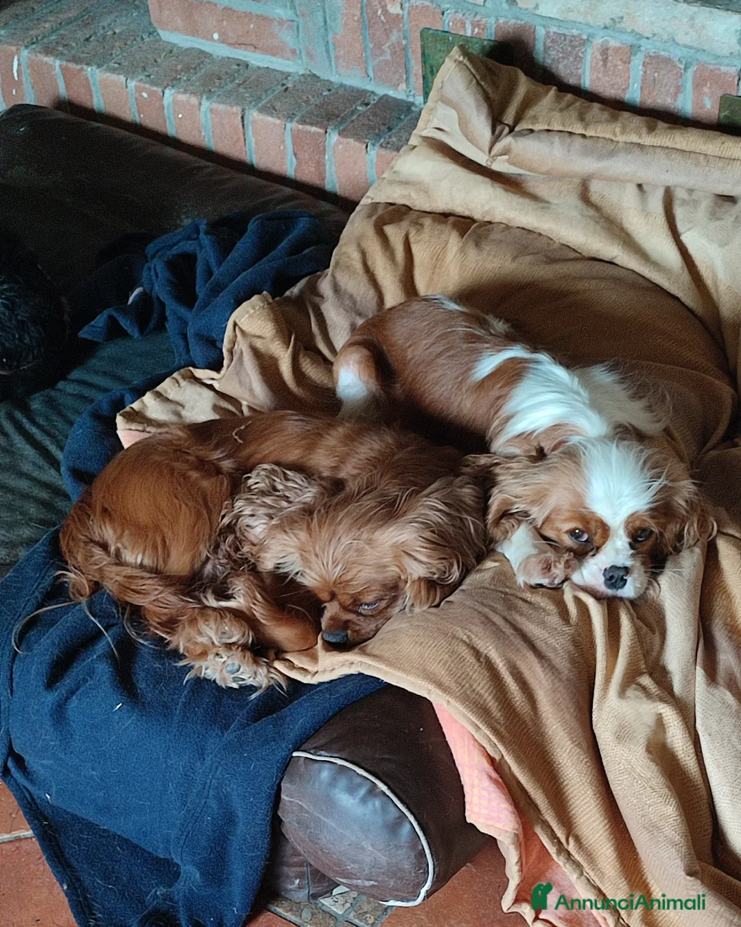 Immagine della galleria {{count}}