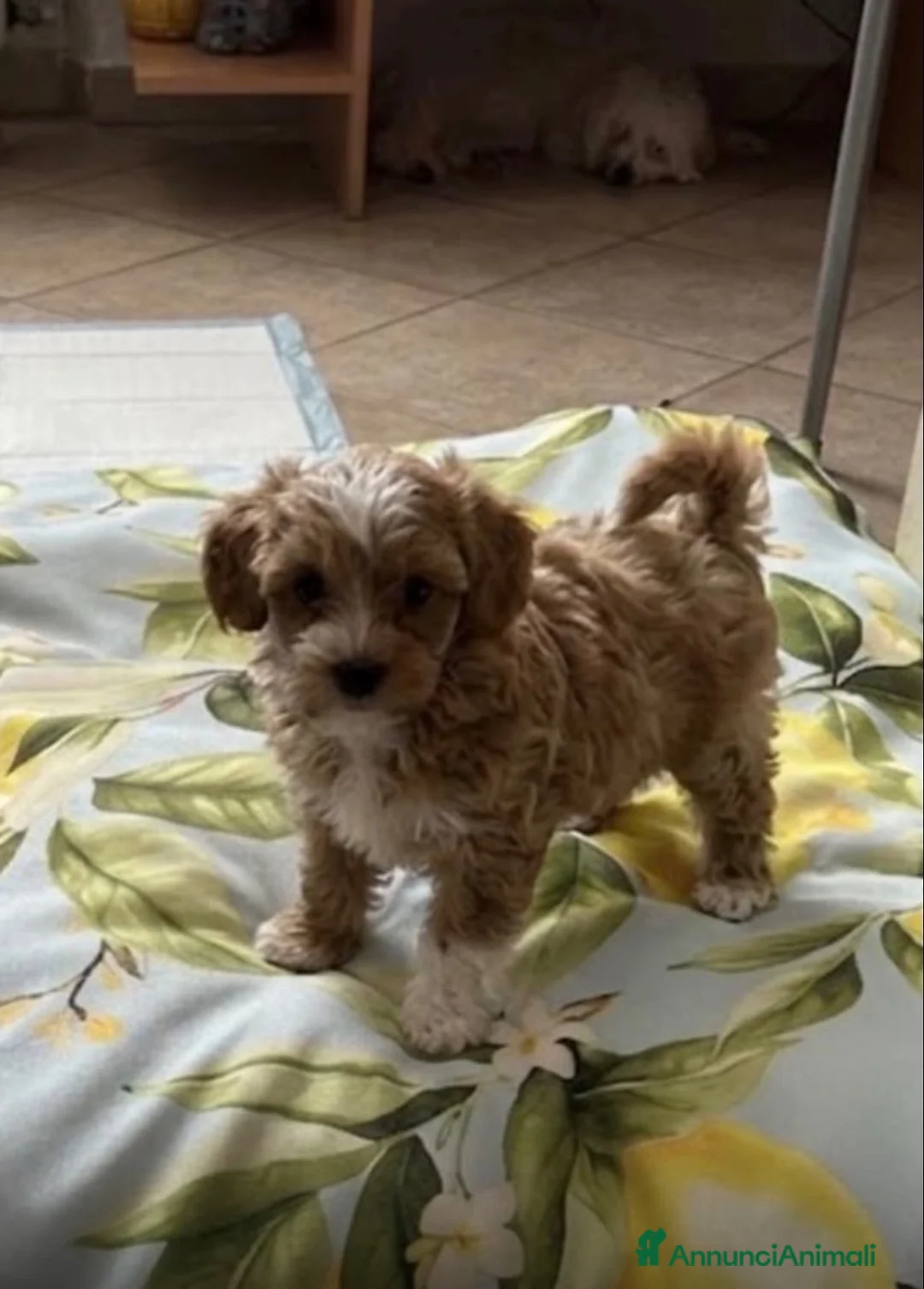 Maltipoo cani in vendita: Maltipoo  - Annuncio 2