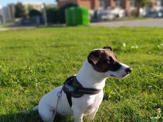 Jack Russell cani Filippo per accoppiamento. a Città Metropolitana di Torino - Annuncio 40