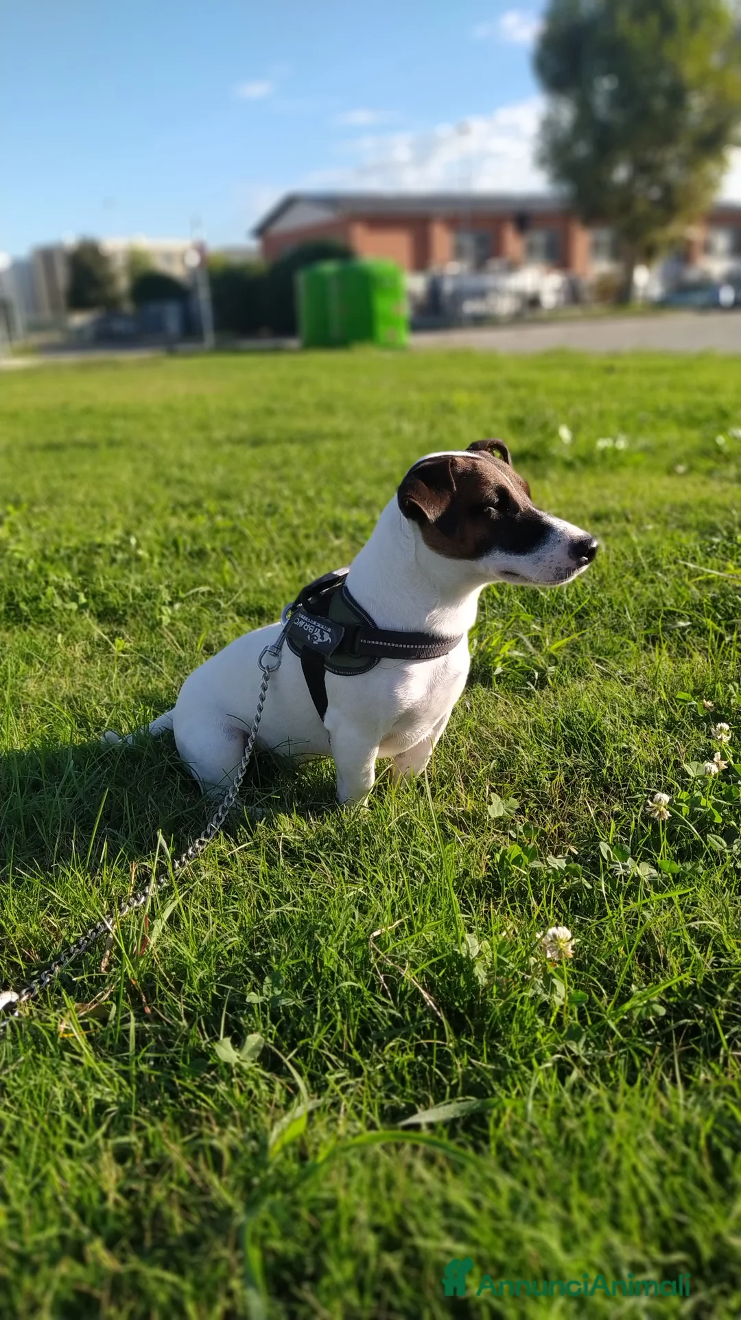 Jack Russell cani per accoppiamento: Filippo per accoppiamento.  a Città Metropolitana di Torino - Annuncio 1
