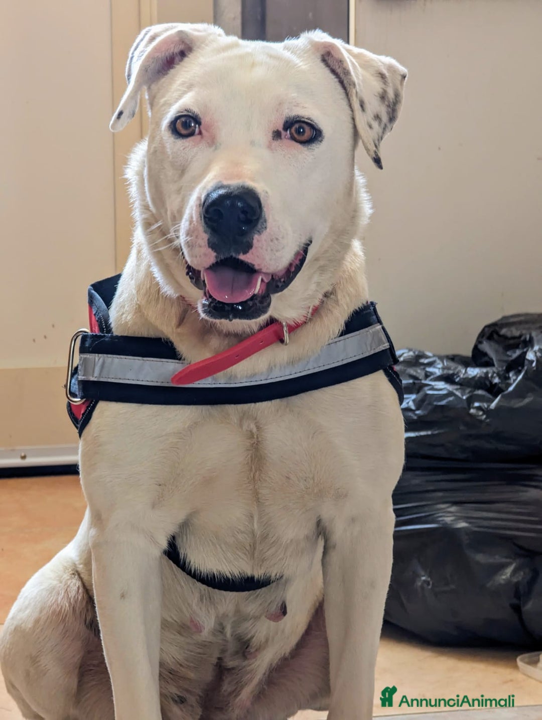 Meticcio cani in regalo: PIMPA  a Provincia di Padova - Annuncio 2