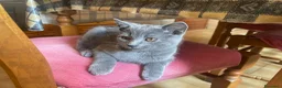 Certosino gatti in vendita: Certosino cuccioli - Annuncio 5