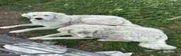 Pastore Abbruzzese Maremmano cani in vendita: Cuccioli maschi di pastore abruzzese - Annuncio 15