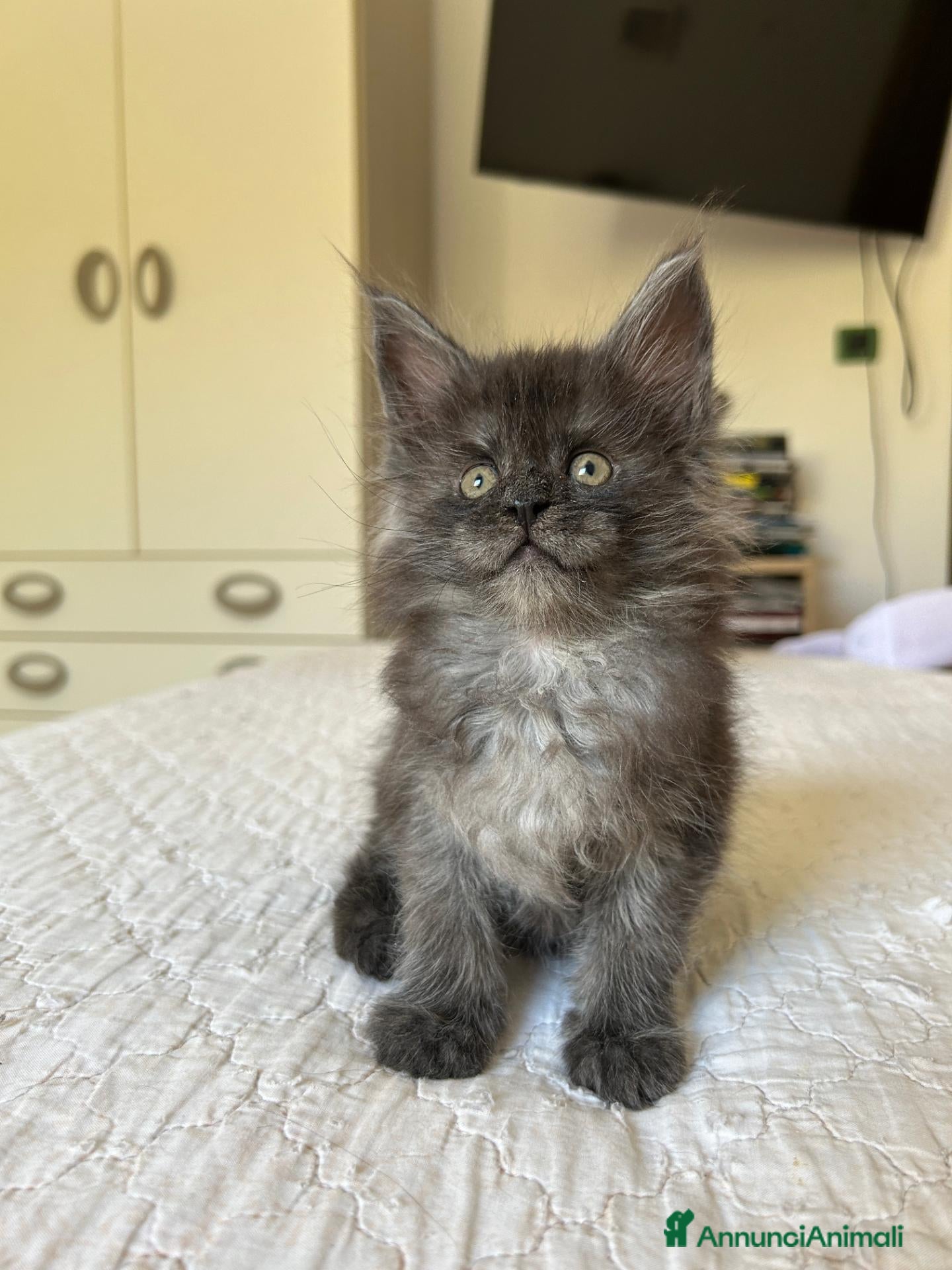 Maine Coon gatti Maine Coon cucciolo pedigree ANFI - Annuncio 1