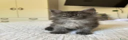 Maine Coon gatti in vendita: Maine Coon cucciolo pedigree ANFI - Annuncio 1