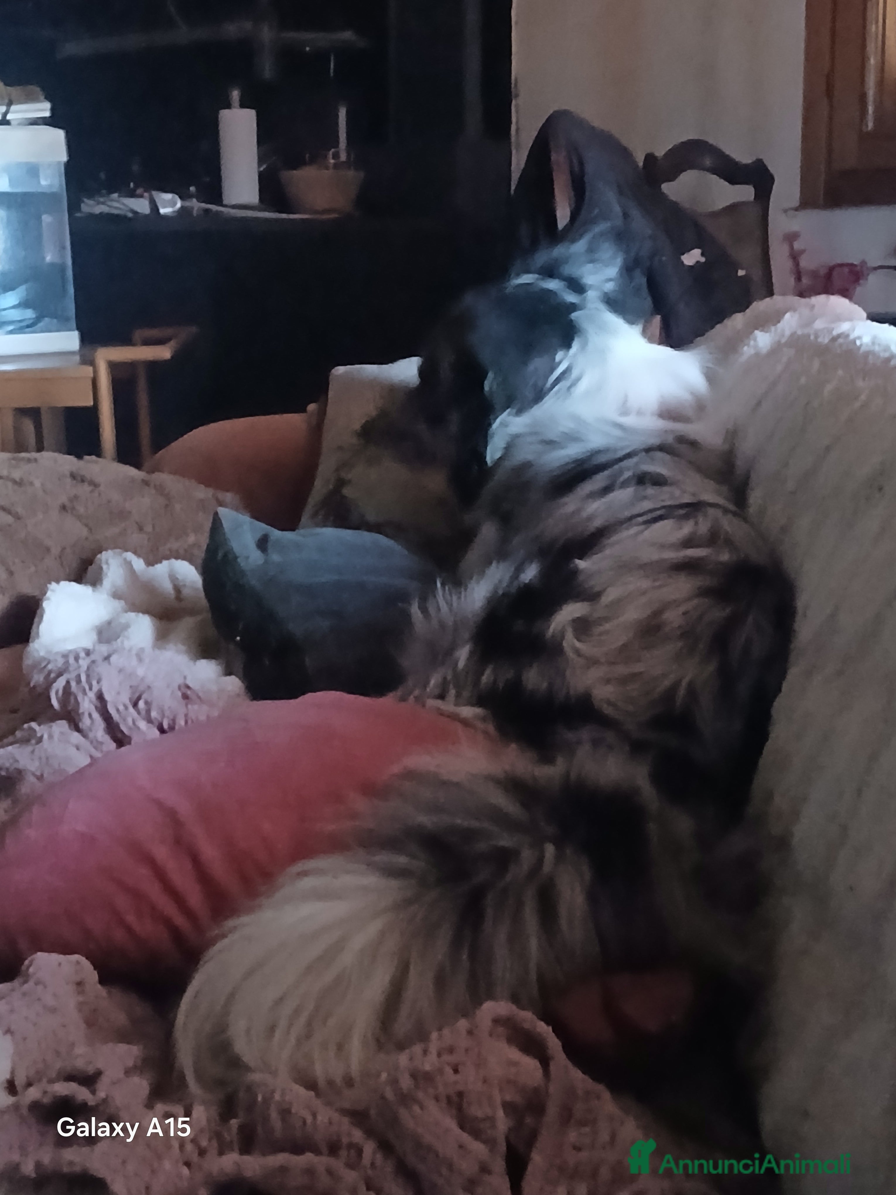 Australian Shepherd cani per accoppiamento: pastore australian della lessinia - Annuncio 3