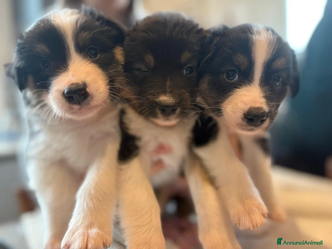 Australian Shepherd cani in vendita: Vendita cuccioli australian  shepherd  - Annuncio 5
