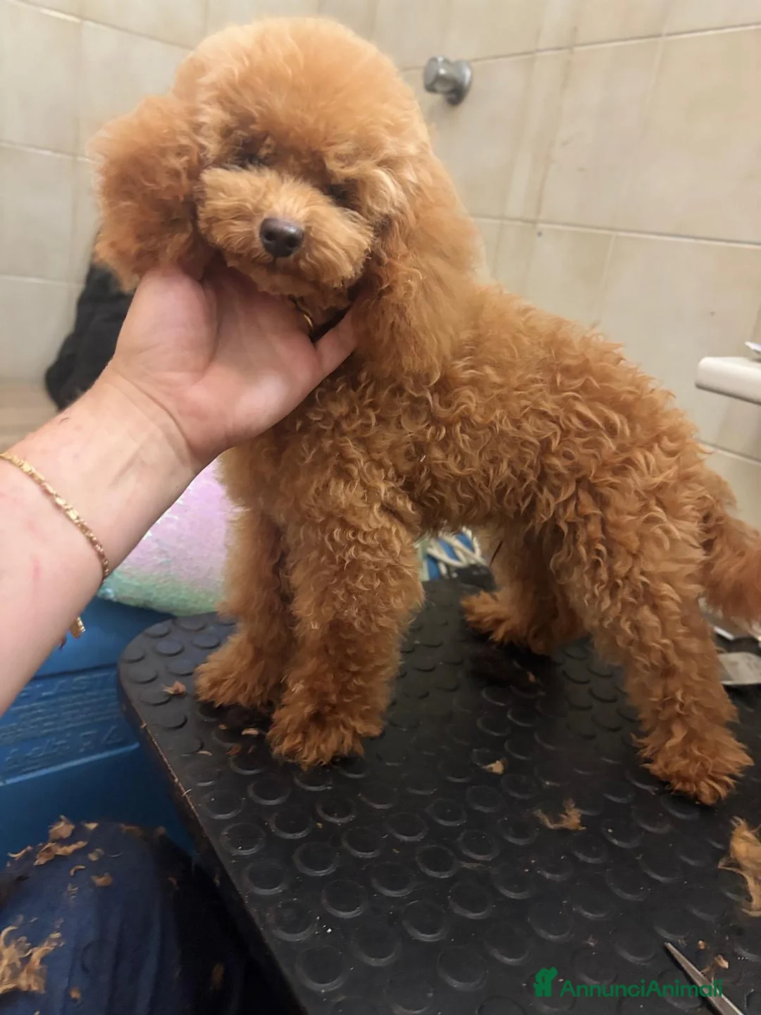 Barboncino Toy cani in vendita: Barboncino Toy 6 mesi e mezzo  a Provincia di Savona - Annuncio 2