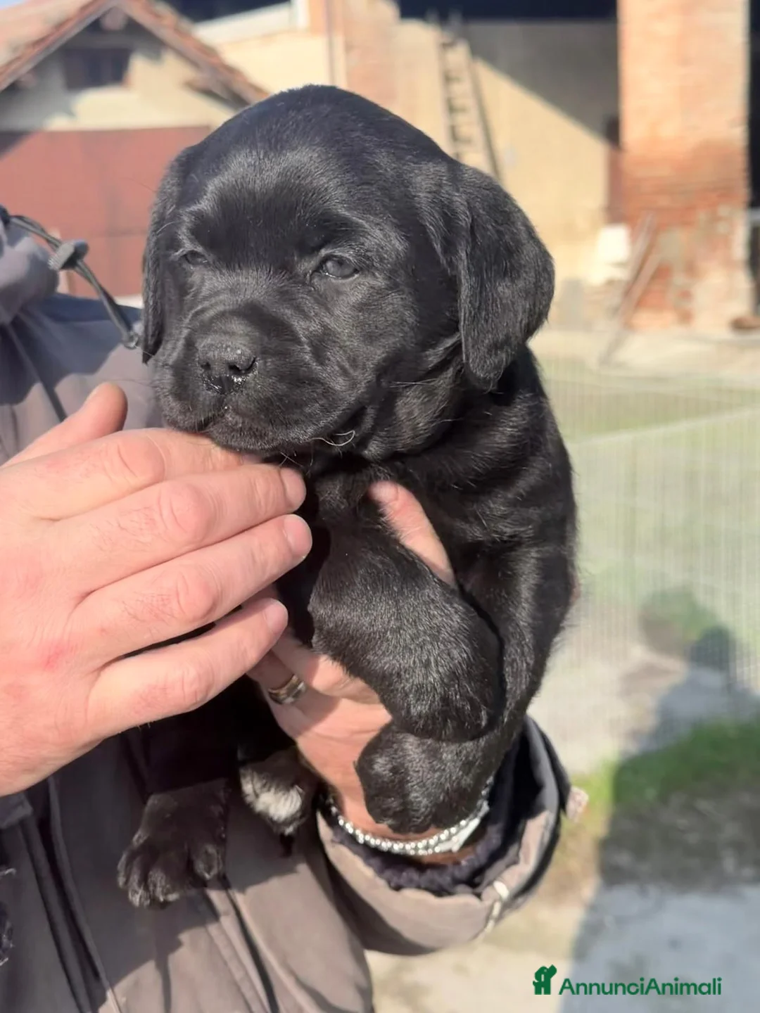 Labrador cani in vendita: Cuccioli Labrador Retriever - Annuncio 4