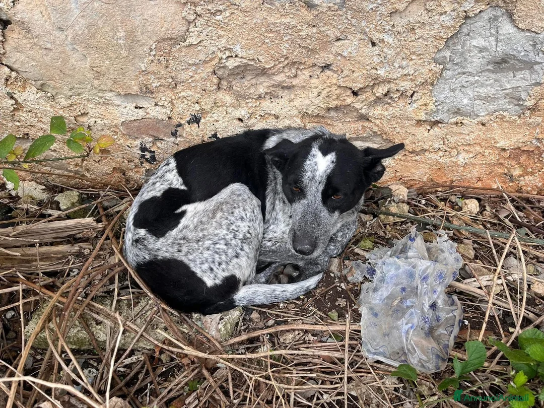 Altre razze cani in regalo: Taglia media, 3 anni scarsi, dolce FLORA  - Annuncio 2
