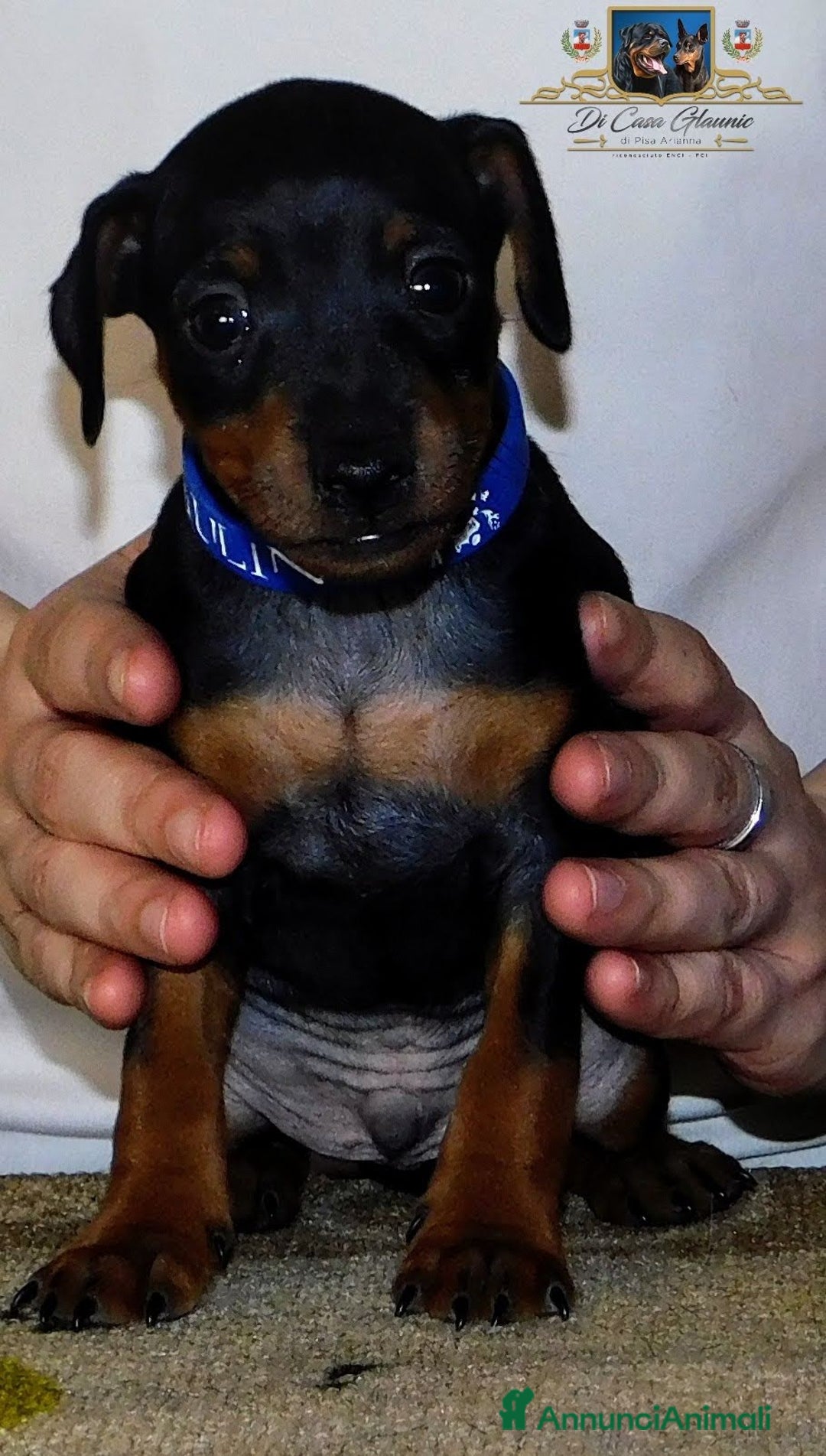 Immagine della galleria {{count}}