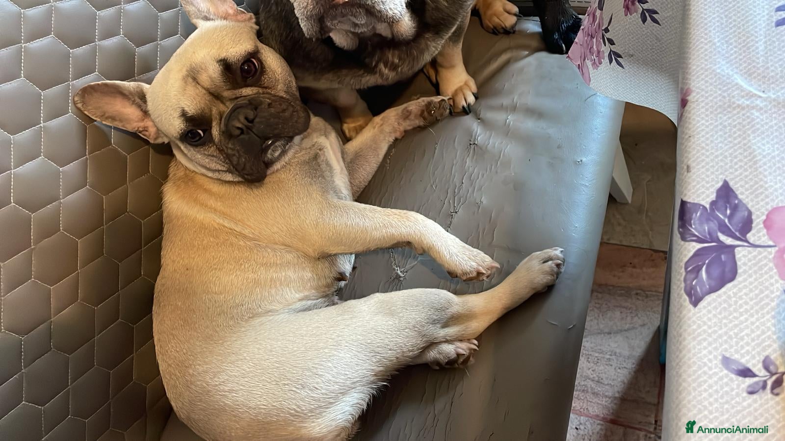 Bulldog Francese cani Cucciola bulldog francese - Annuncio 2