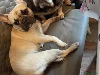 Bulldog Francese cani Cucciola bulldog francese - Annuncio 2