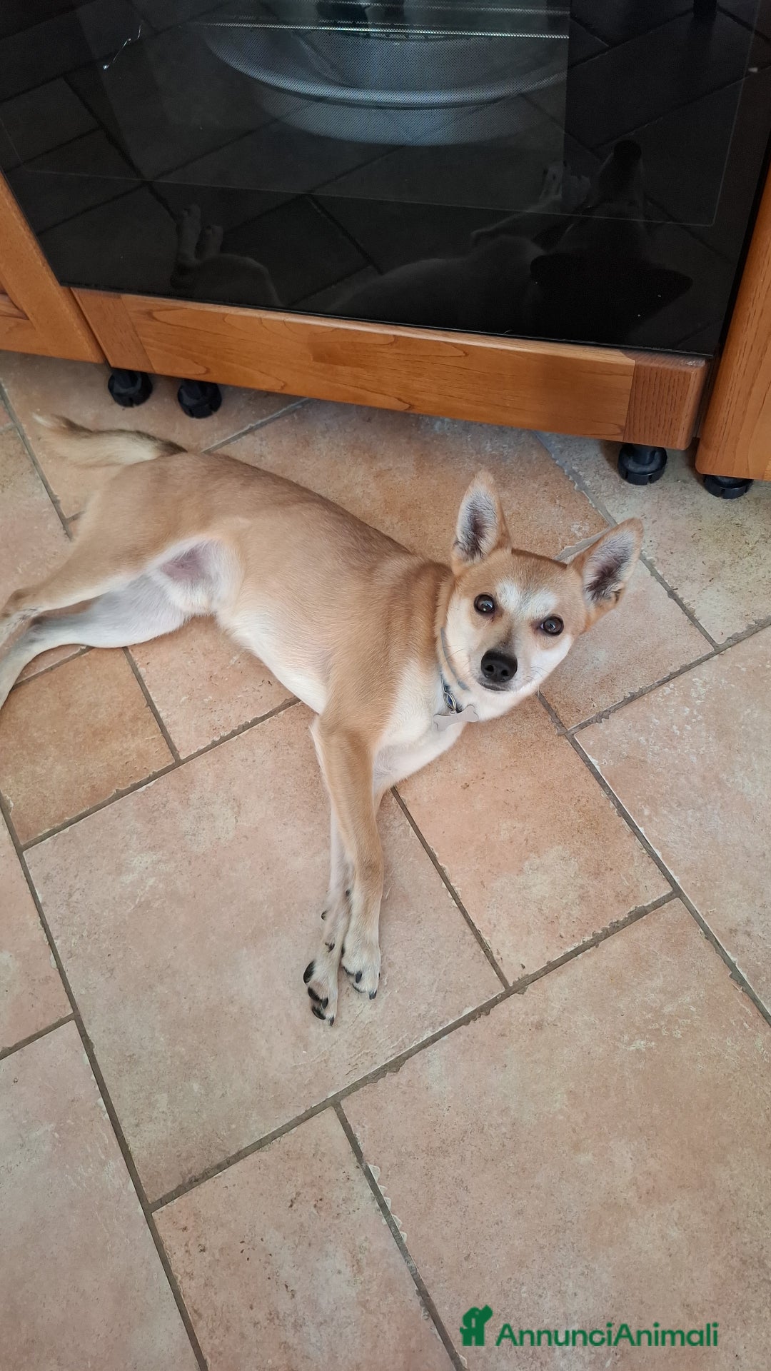 Pinscher Tedesco cani in regalo: Milo cerca persona esperta e paziente  - Annuncio 8