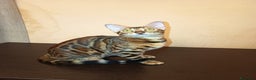 Bengala gatti in vendita: Gatto bengala - Annuncio 2