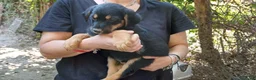 Meticcio cani in regalo: IL DOLCISSIMO MAIKO TI STA ASPETTANDO, IN ADOZIONE - Annuncio 3