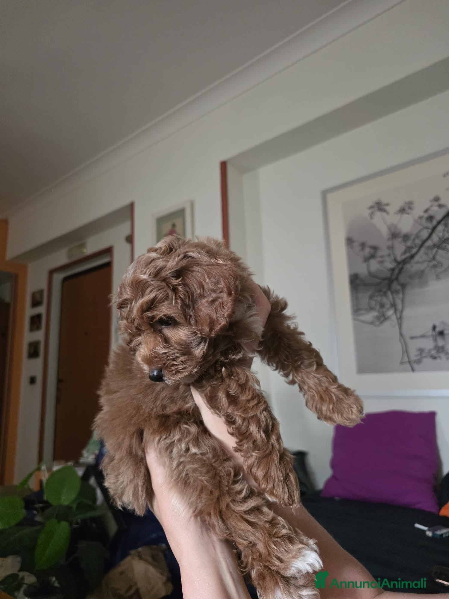 Barboncino Toy cani Barboncino marrone cucciola - Annuncio 7