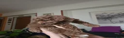 Barboncino Toy cani in vendita: Barboncino marrone cucciola a Città Metropolitana di Napoli - Annuncio 1