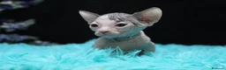 Sphynx gatti in vendita: Cuccioli di sphynx disponibile  a Città metropolitana di Milano - Annuncio 4