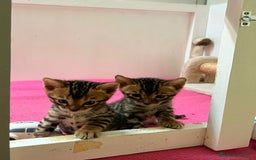 Bengala gatti in vendita: CUCCIOLI BENGALA a Provincia di Treviso - Immagine 4