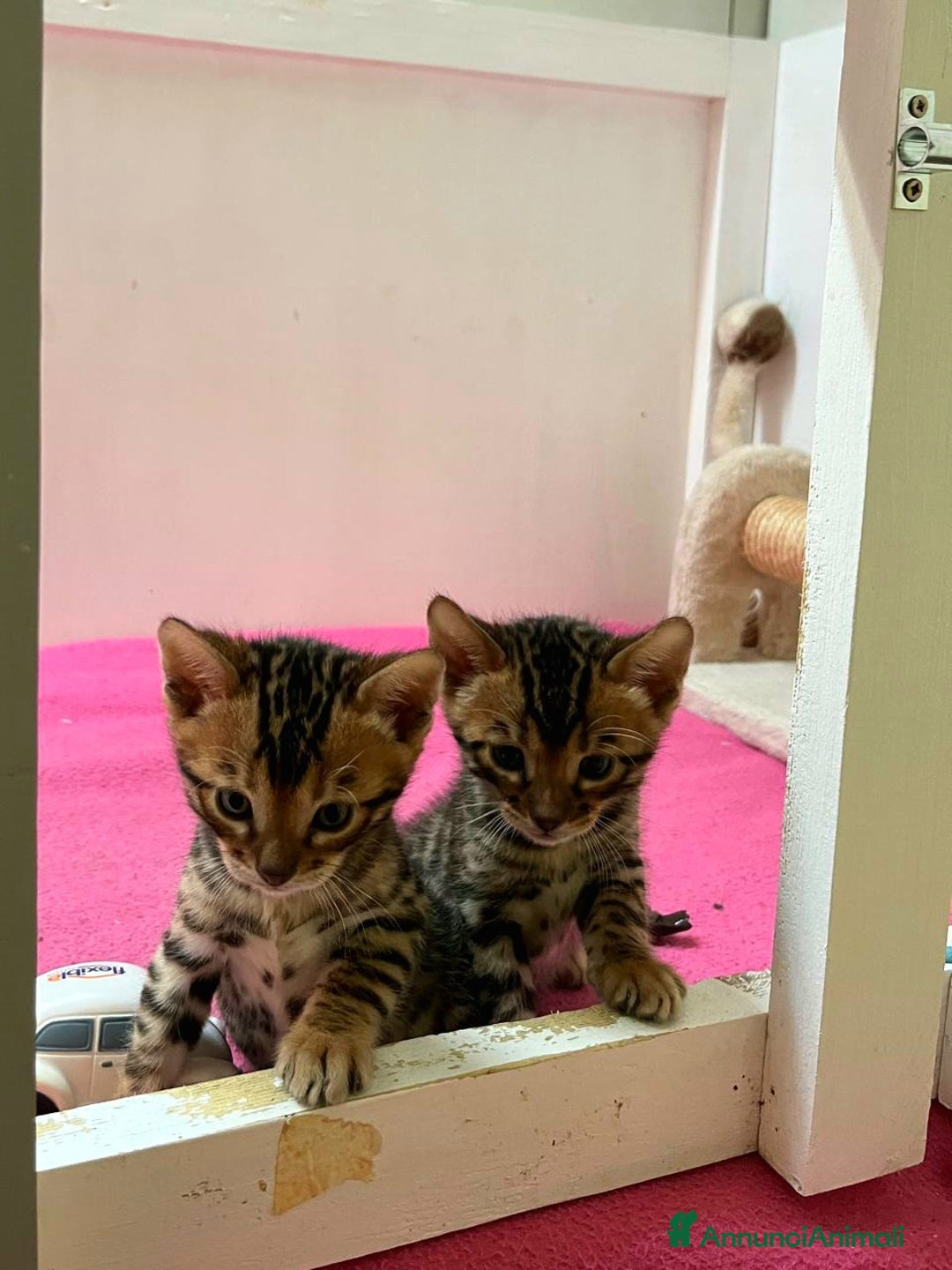 Bengala gatti in vendita: CUCCIOLI BENGALA a Provincia di Treviso - Immagine 4