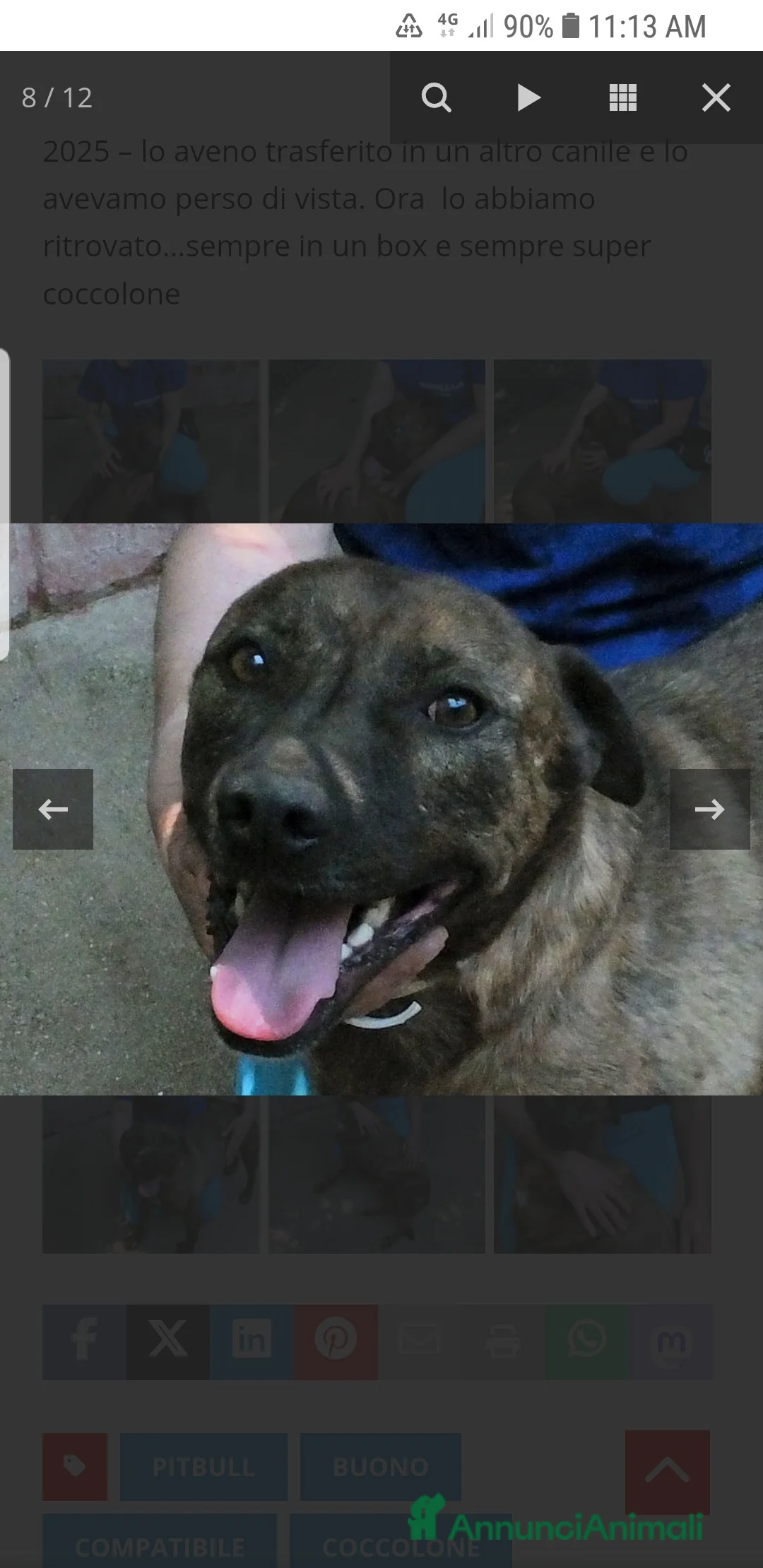 Pitbull cani in regalo: ADOZ.DEL CUORE:simil pit, sorridente,bravo e buono - Annuncio 9