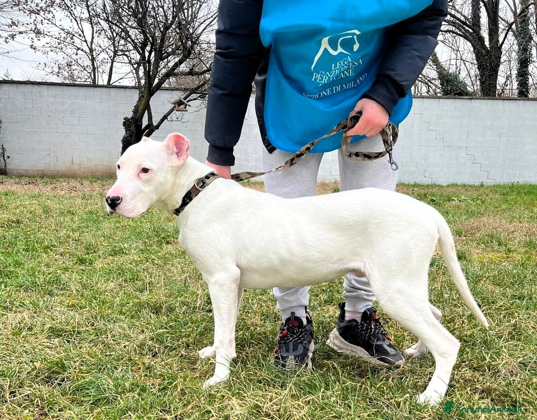 Dogo Argentino cani in regalo: ALBINO DOGO ARGENTINO - Annuncio 5