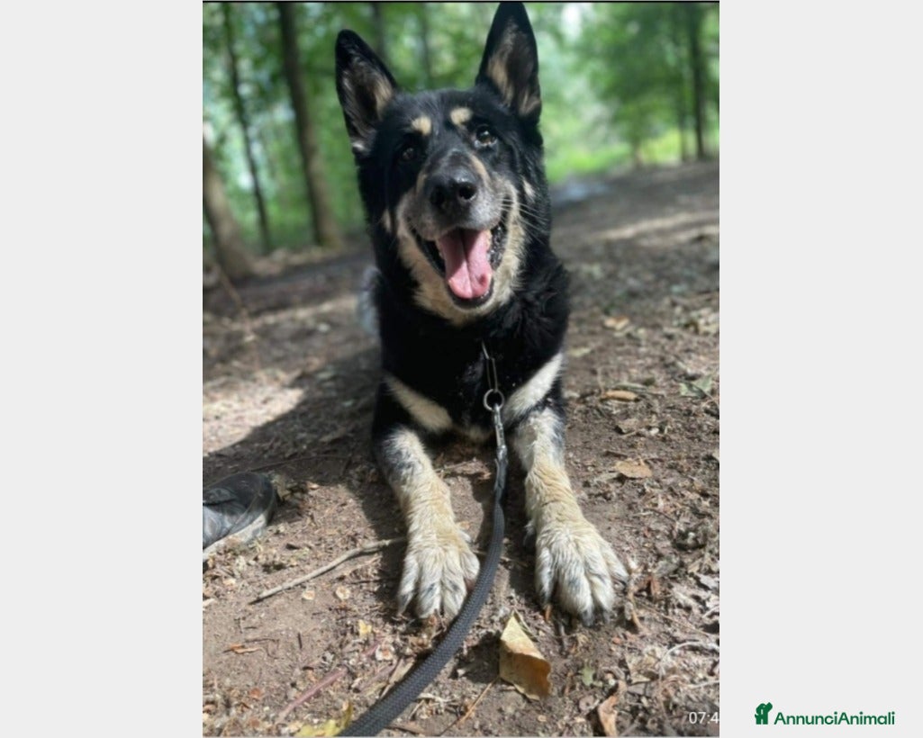 Meticcio cani 6anni Pastore meraviglioso in box dal 2020 MILANO a Milano - Annuncio 15