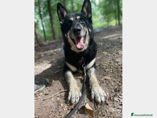 Meticcio cani 6anni Pastore meraviglioso in box dal 2020 MILANO a Milano - Annuncio 26